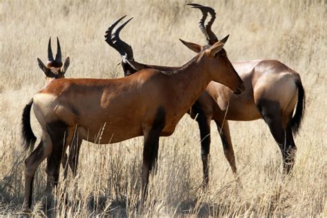 Pin de Tail Tail en bovids, cervids & more | Antilope, Animales, Ciervo