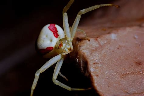 Discover the Crab Spider - Animals Around The Globe