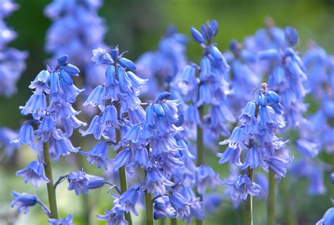 How to Grow and Care for Spanish Bluebells