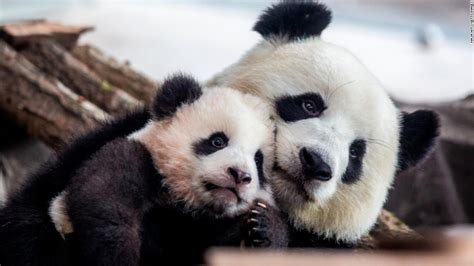 Germany's first baby pandas make their public debut - CNN Video