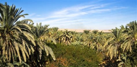 Bahariya Oasis Tour – Discover a Land where Dinosaurs Roamed