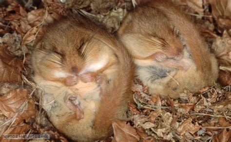 BBC Nature - Dormice videos, news and facts