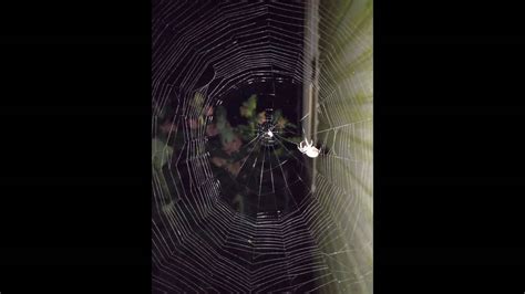 Spider Web Construction - Time Lapse - YouTube