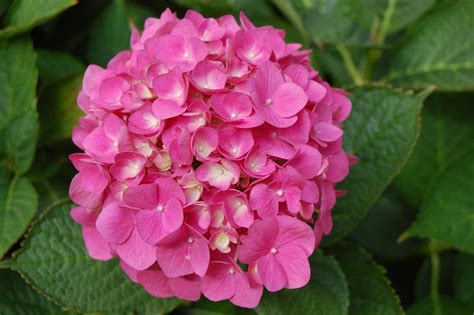 Hortensia | landscape architect's pages