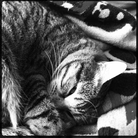 Cat nap | Cat nap, Cats, Animals