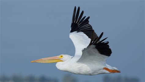 American White Pelican — Southern Wisconsin Bird Alliance