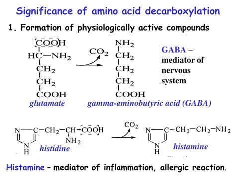 PPT - PROTEIN METABOLISM: PROTEIN TURNOVER; GENERAL WAYS OF AMINO ACIDS METABOLISM PowerPoint ...