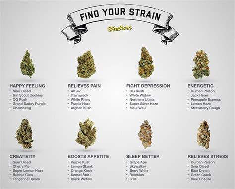 Find Your Perfect Marijuana Strain