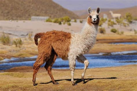 Guanaco Vs Llama - A-Z Animals