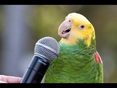 Funniest Parrots 🐦🐦 Funny Parrot Talking Videos Compilation 2020 https ...