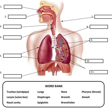 identify and locate the parts of the respiratory system using the word bank below - Brainly.ph