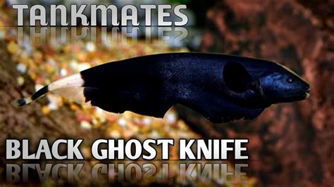 Black ghost knife fish tank mates | Ghost knife fish tankmates . - YouTube