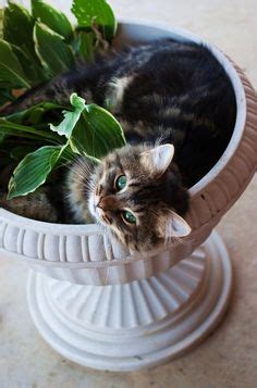 150 Cats - Cats In Flower Pots ideas | cats, cats and kittens, flower pots