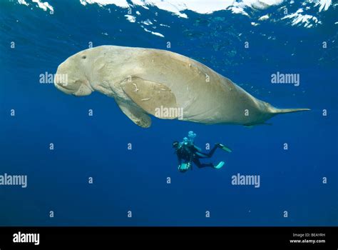 Dugong or sea cow, Dugong Dugon, Abu Dabbab, Marsa Alam, Egypt, Red Sea Stock Photo - Alamy