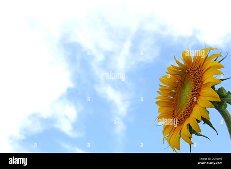 Sunflower and sky Stock Photo - Alamy