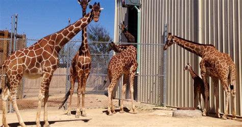 Abilene Zoo Welcomes Two New Giraffes