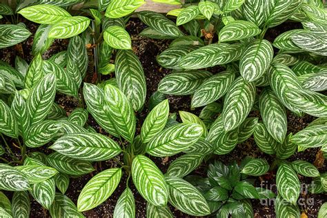 Green leafy plants Photograph by Les Palenik - Fine Art America