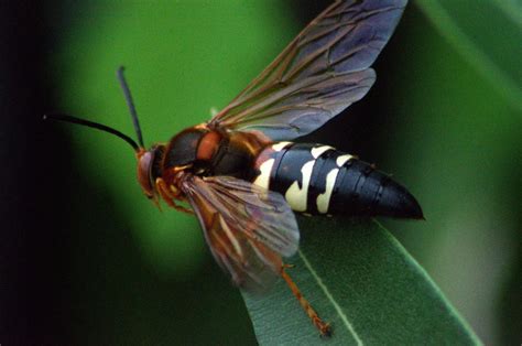 Eastern Cicada Killer Wasp (Sphecius speciosus) | Known as C… | Flickr