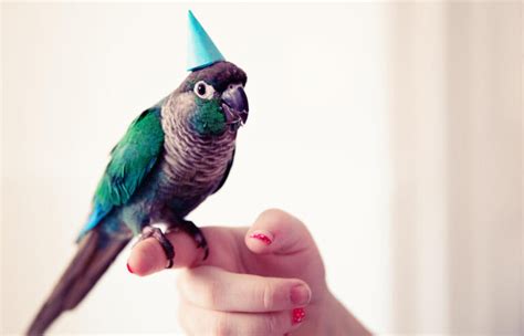 Best Tips on Bird Care During the Holidays, Aloropi vet in Sharjah