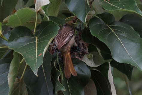 Bullock’s Oriole Nest – John Rakestraw