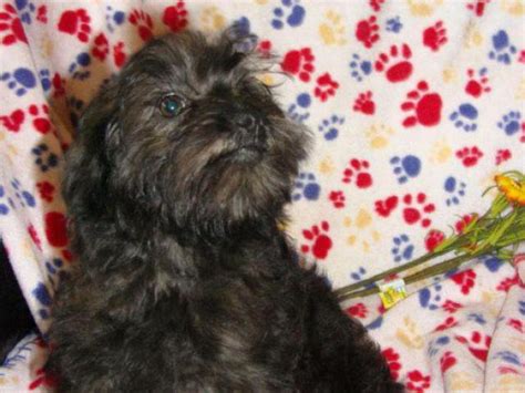 affenpinscher puppy for sale New Castle - Puppies for Sale Near Me