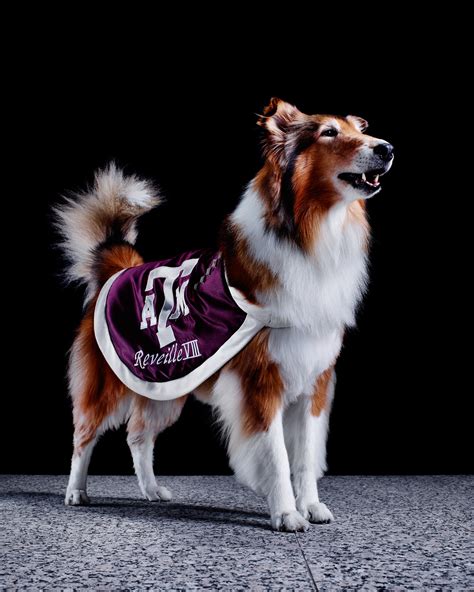 REVEILLE - Mascots of the Southeastern Conference - ESPN