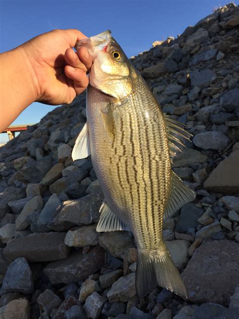 River Fishing Oklahoma