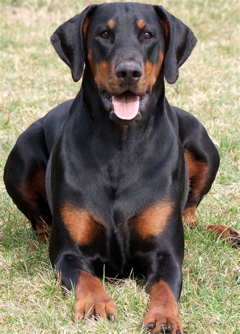 Love it when their ears aren't cropped | Doberman pinscher, Doberman dogs, Doberman