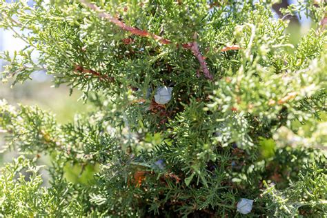 How to Grow and Care for Western Juniper