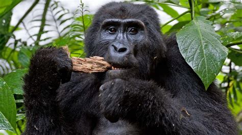 3 Days Uganda Mountain Gorilla trekking safari | Uganda Gorilla safari