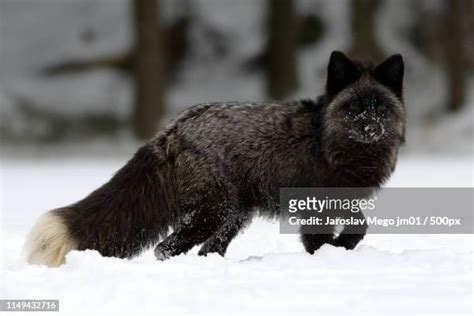 665 Arctic Fox Vulpes Lagopus Stock Photos, High-Res Pictures, and Images - Getty Images