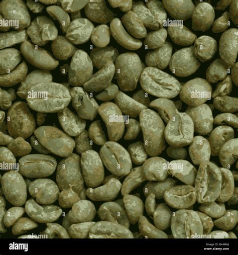 organic green coffee beans Stock Vector Image & Art - Alamy