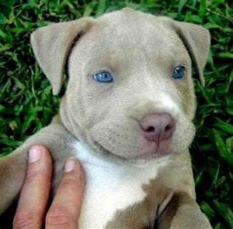 Colored eyes on dogs are so cute | Pitbulls, American pitbull terrier, Puppies with blue eyes