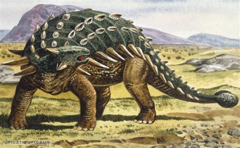 Ankylosaurus vs Triceratops - Dinosaurs Forum