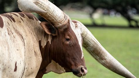 Man Driving With Watusi Bull Named Howdy Doody In Front Seat