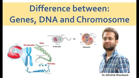 DNA, Genes and Chromosome (No confusion). - YouTube