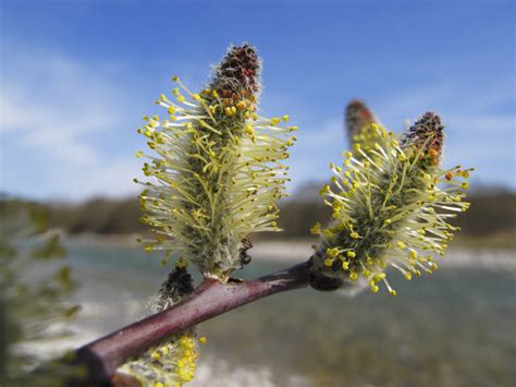 12 Common Species of Willow Trees and Shrubs