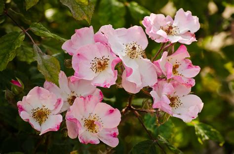 Rosa Multiflora | Rosa canina, high in Vitamin C and good fo… | Flickr