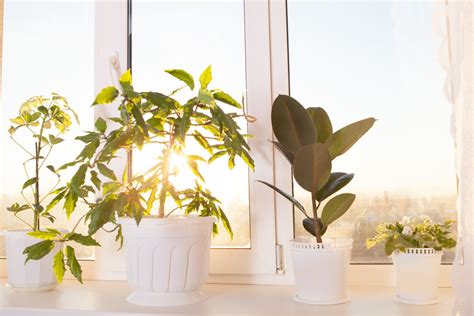 Houseplants That Like Sun: Choosing Indoor Plants For Full Sun Large Indoor Plants, Full Sun ...