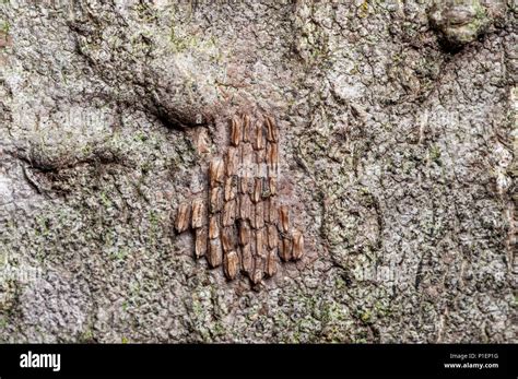 CLOSE UP VIEW OF SPOTTED LANTERNFLY EGGS (LYCORMA DELICATULA) ON TREE OF HEAVEN BARK (AILANTHUS ...