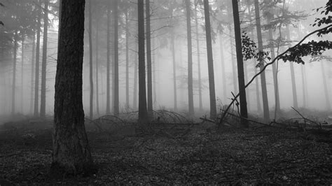 Foggy Forest Wallpaper (74+ images)