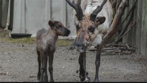 Baby reindeer born at Buffalo Zoo | wgrz.com