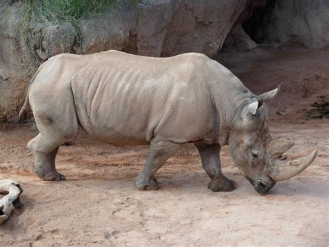 Southern white rhinoceros | Wiki | Everipedia