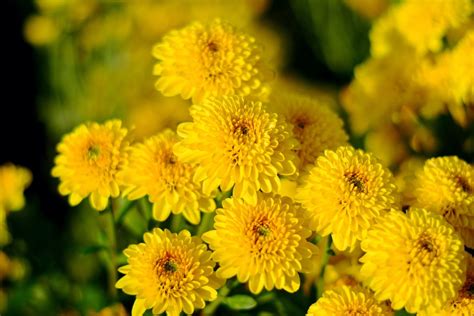 This Is How Pro Gardeners Grow Chrysanthemum Plants With Abundant Flowers | Horticulture Magazine