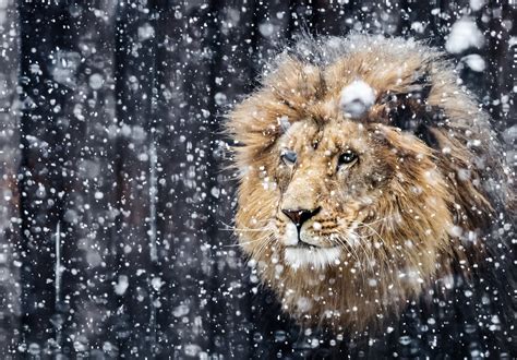 3219x2244 Portrait of a Beautiful Lion Winter Edition Wallpaper Background Image. View, download ...