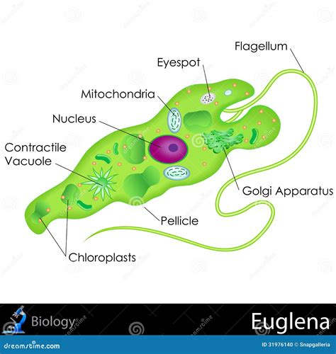 Euglena Diagram stock vector. Illustration of graphic - 31976140