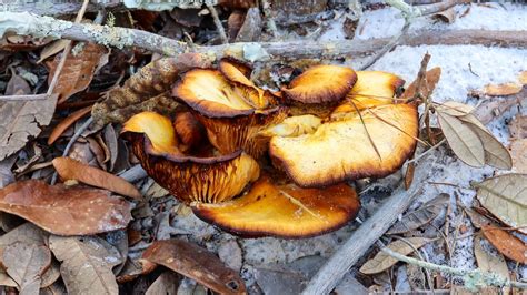 Mushroom Hunting in Texas: A Complete Guide - A-Z Animals