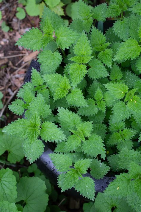 All About Nettles and Why You Should Grow Them - Little Bites Of Joy