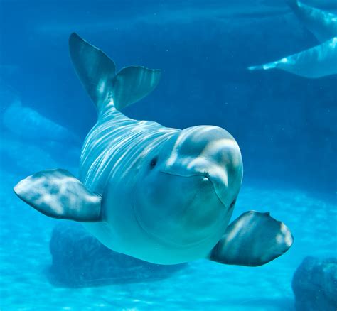 Beluga Whale Facts, Habitat, Sounds, Diet, Baby, Videos, Pictures