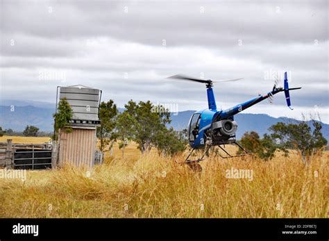 HELICOPTER MUSTERING CATTLE Stock Photo - Alamy